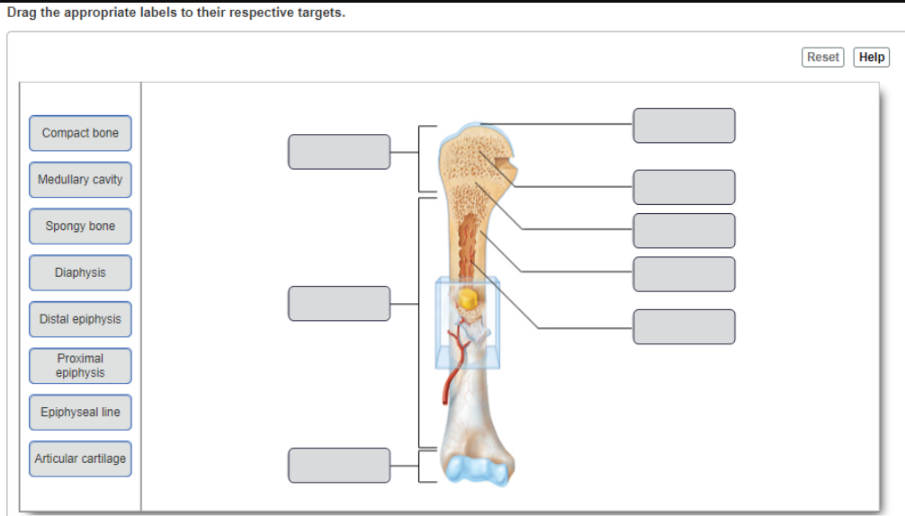 Drag the Appropriate Labels to Their Respective Targets. Resethelp