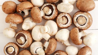 Is high-quality mushroom farm equipment worth buying