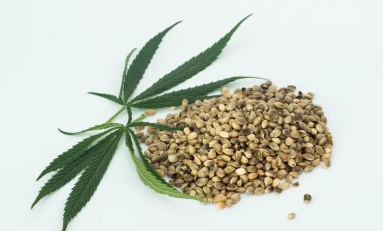 The Complete Guide To Different Types of Cannabis Seeds